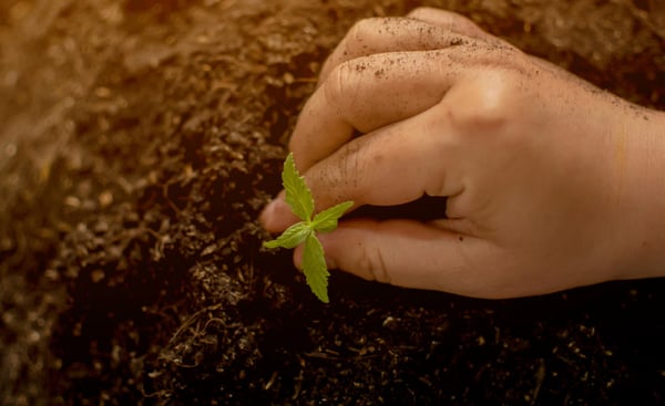 Cannabis Growth