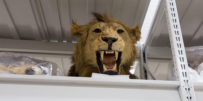 Widespan-Shelving-for-Museum-Artifacts-Museum-Storage-Room